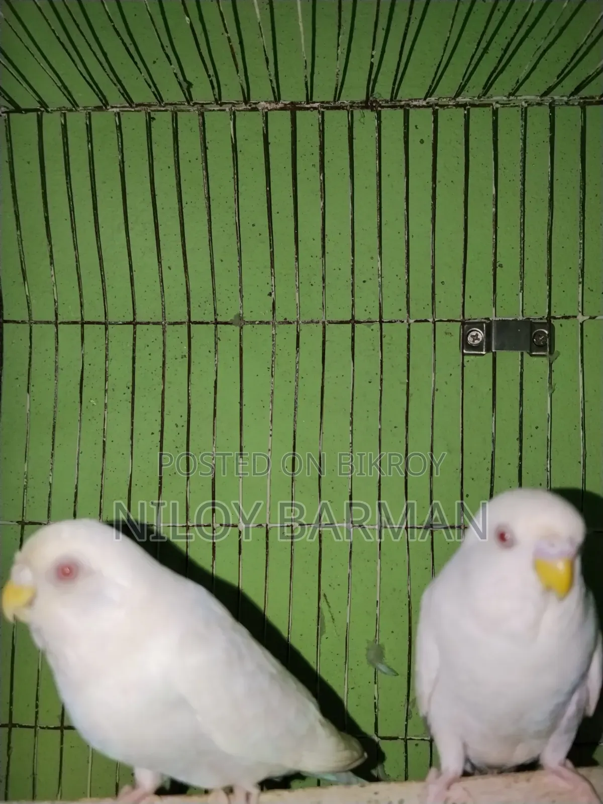 White Budgies