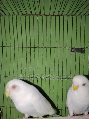 White Budgies