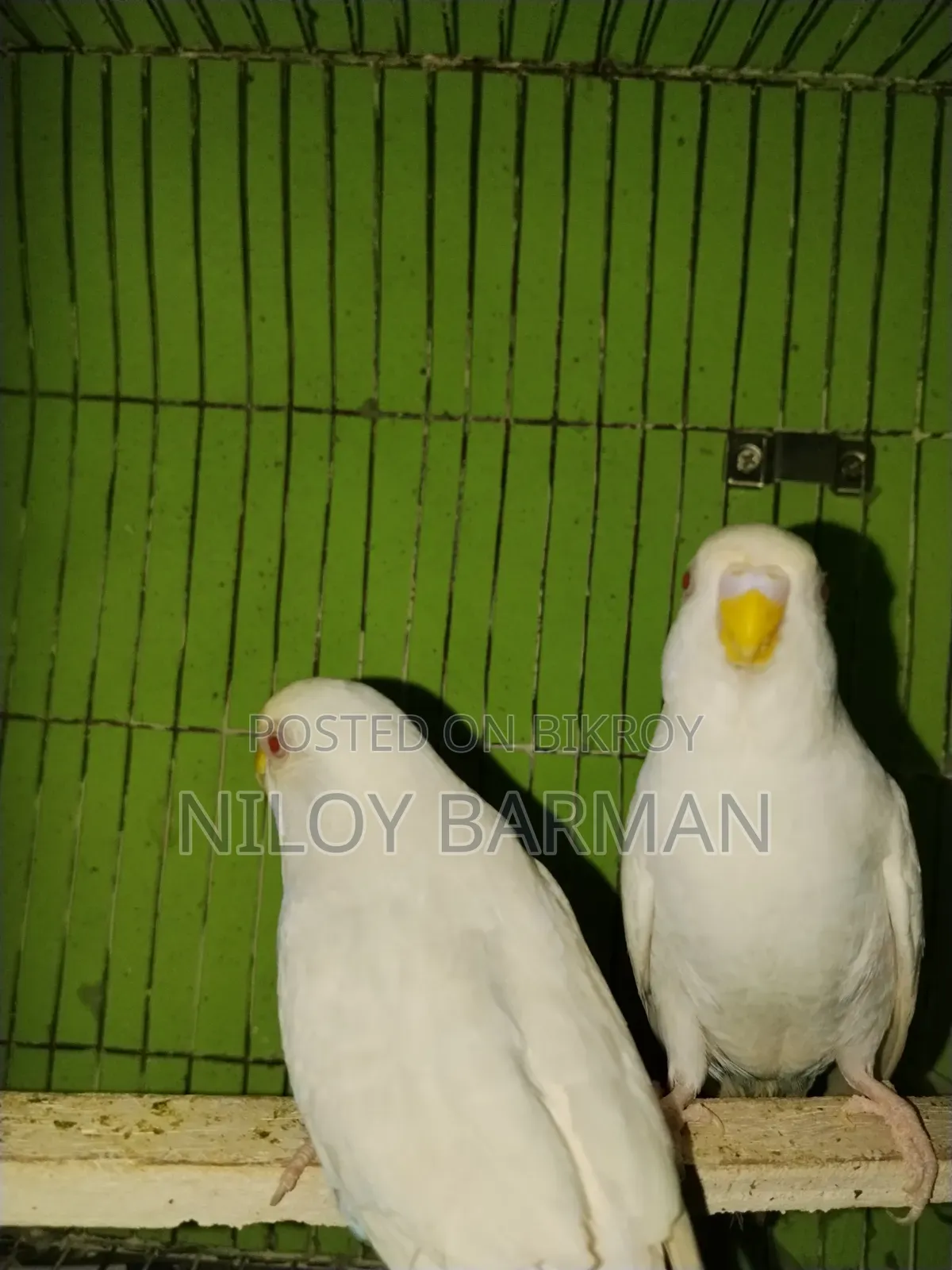 White Budgies