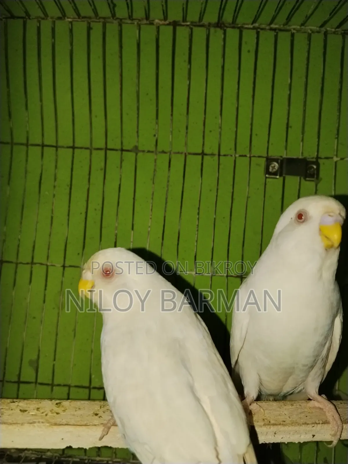 White Budgies