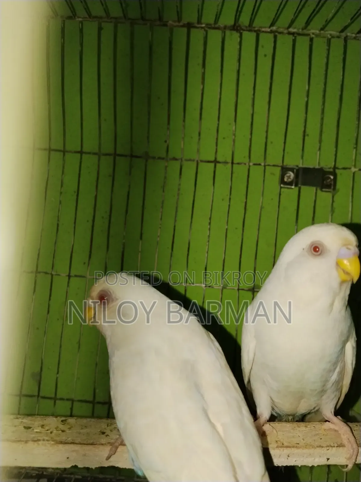 White Budgies