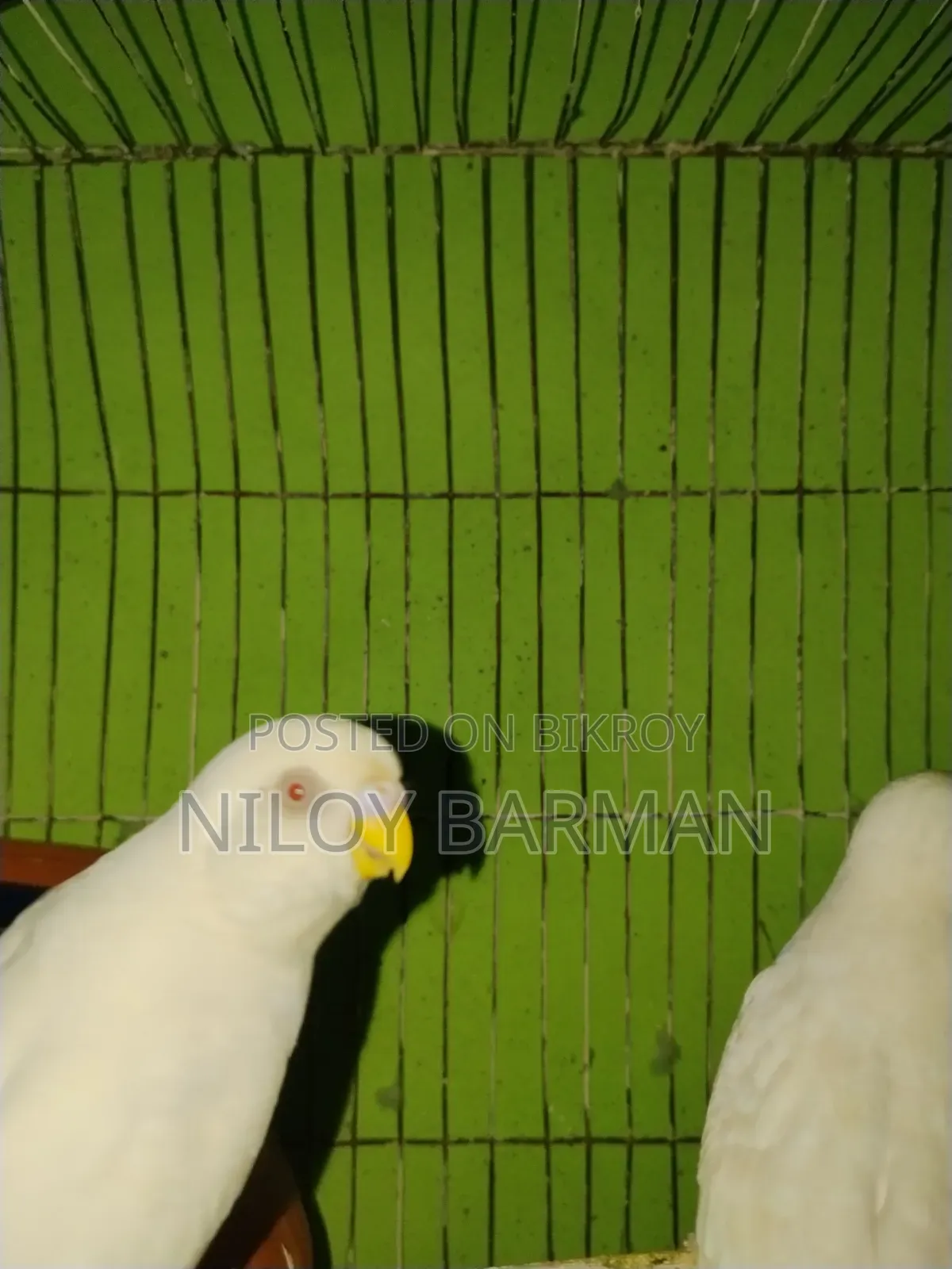 White Budgies