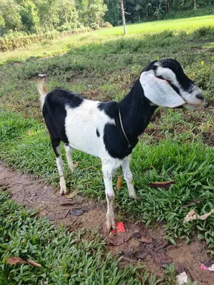 Goat, Fixed Price