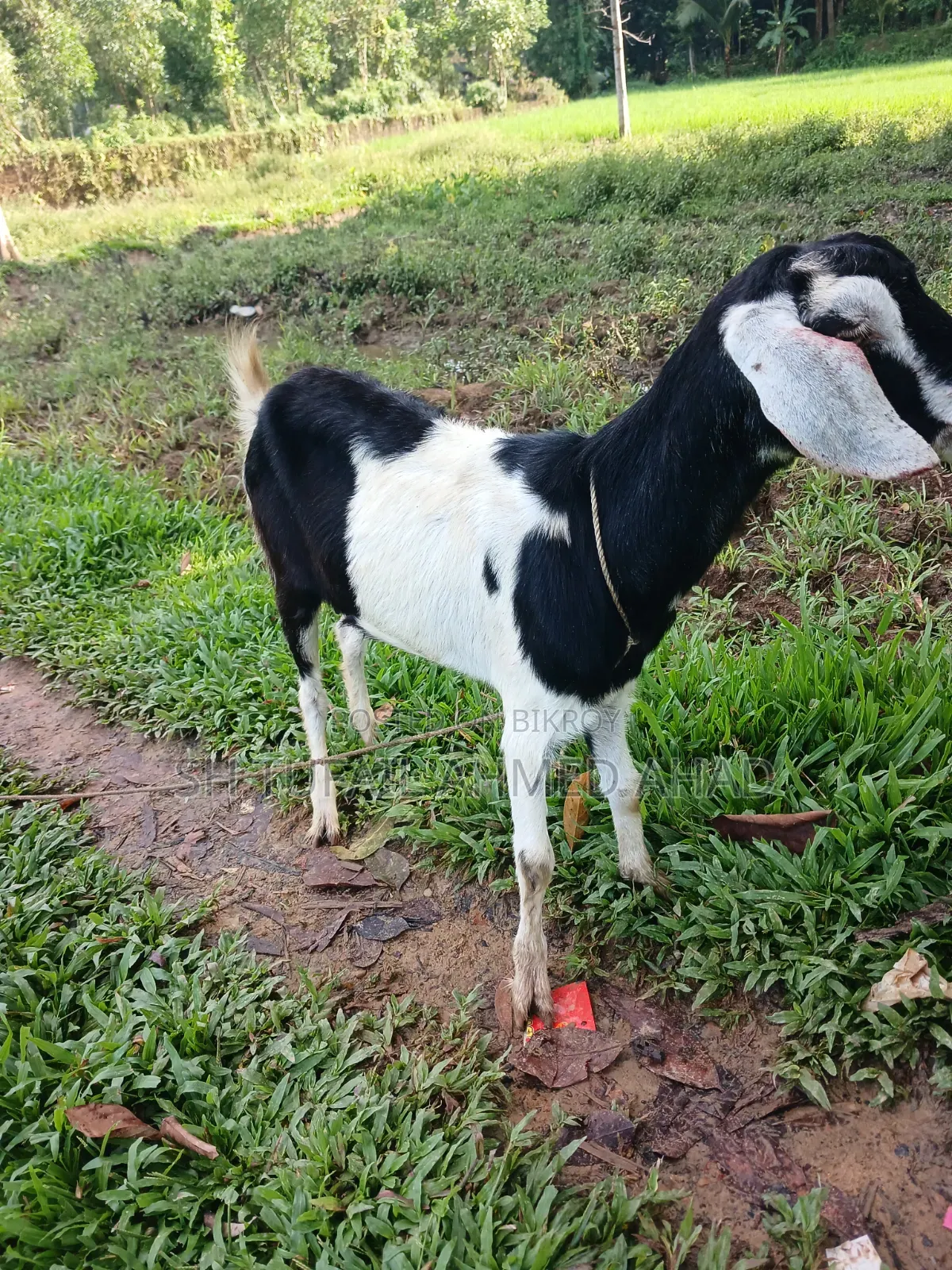 Goat, Fixed Price