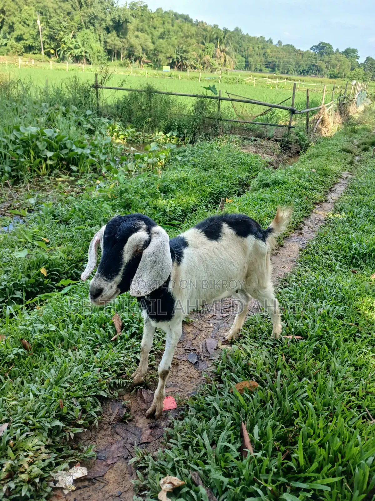 Goat, Fixed Price