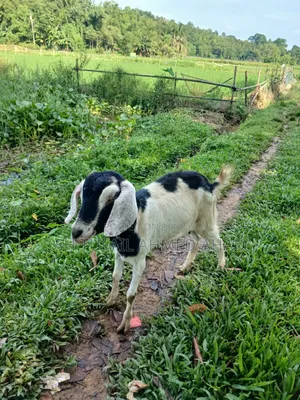 Goat, Fixed Price
