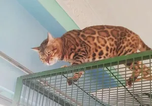 1+ year Male Purebred Bengal