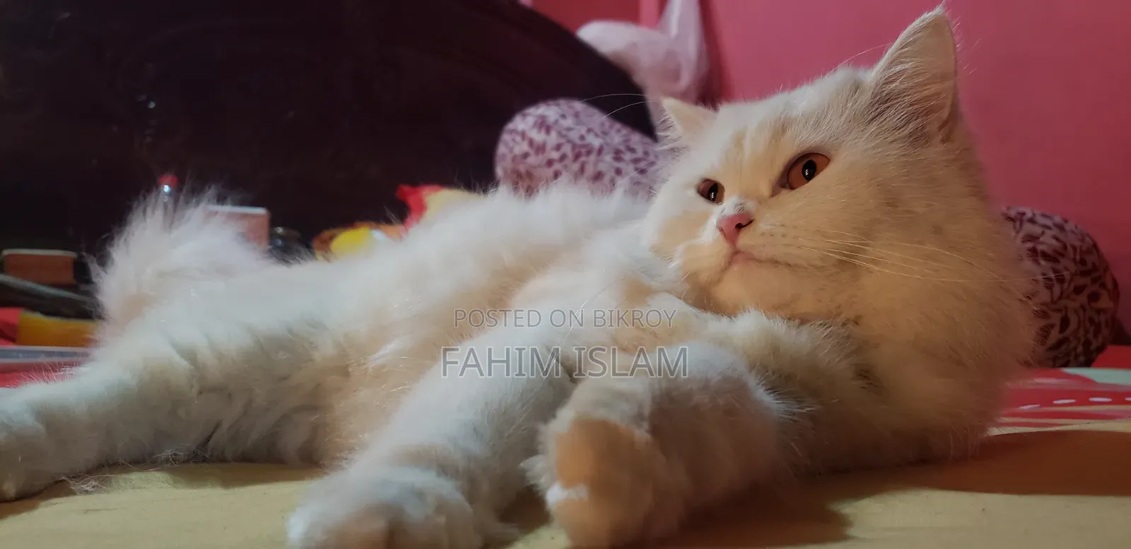 1+ year Female Purebred Persian