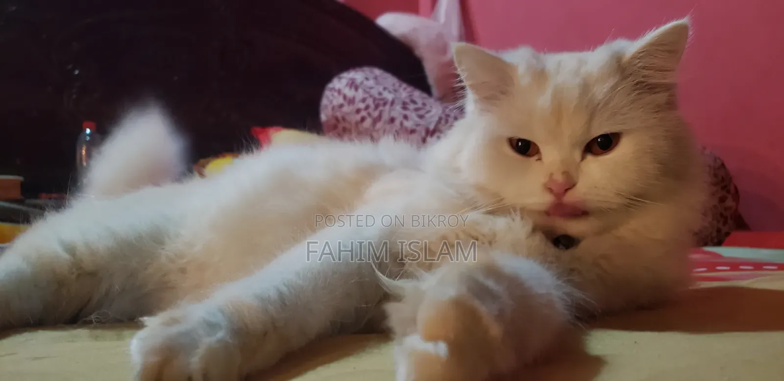 1+ year Female Purebred Persian