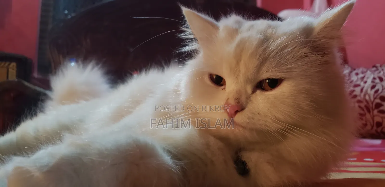 1+ year Female Purebred Persian