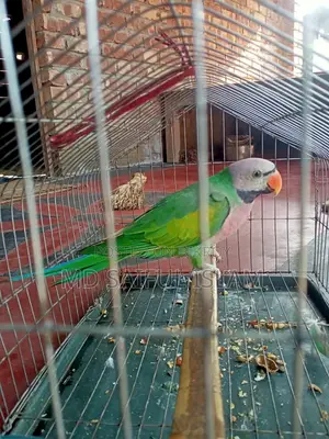 Cockatoo Bird Will Be Sold