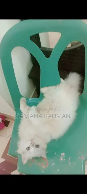 3-6 months Male Purebred Persian