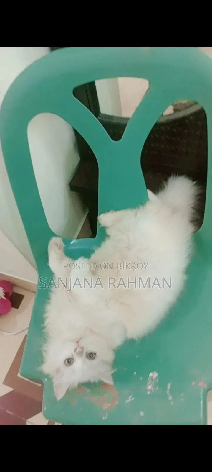 3-6 months Male Purebred Persian