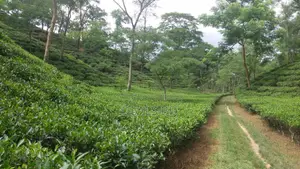 The feeling of premium taste in every cup!