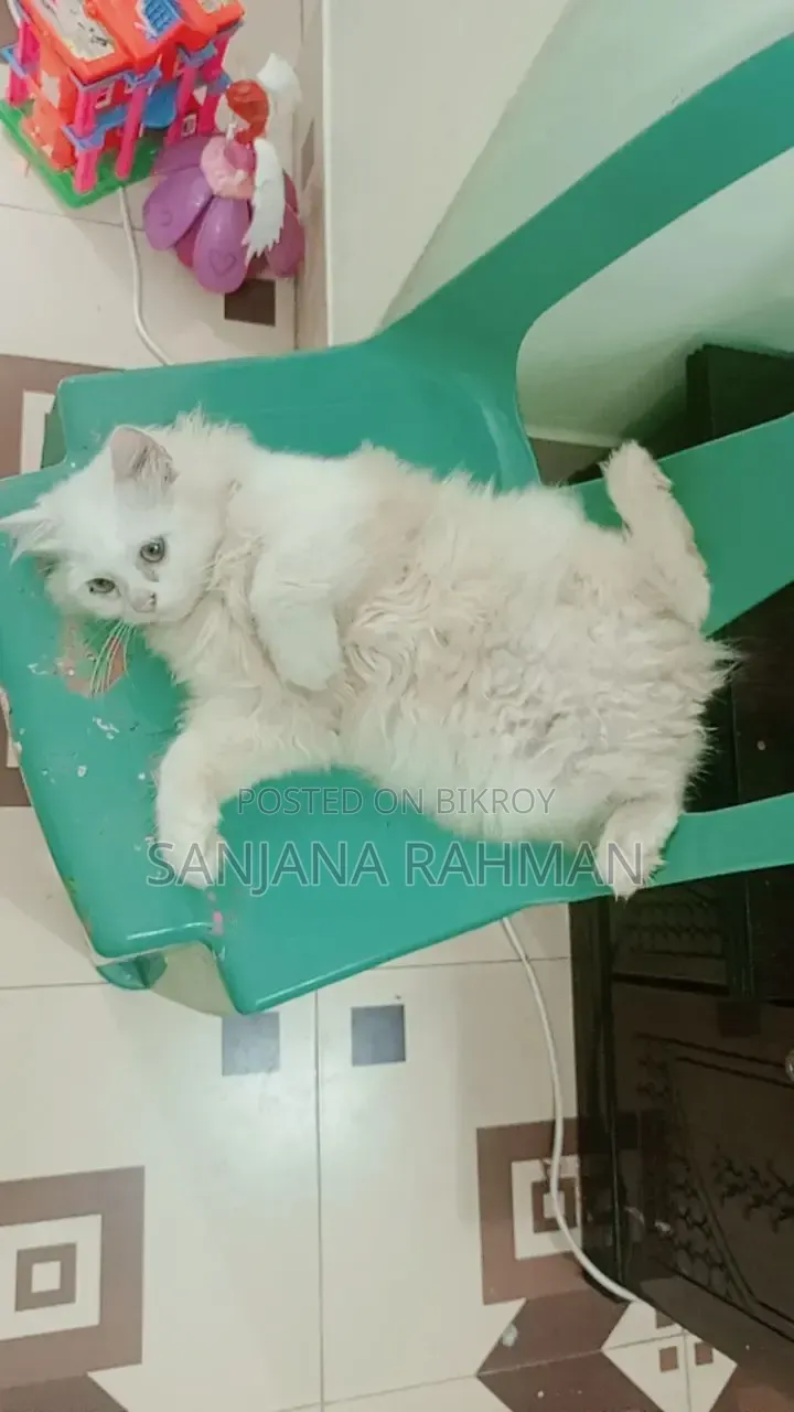 3-6 months Male Purebred Persian
