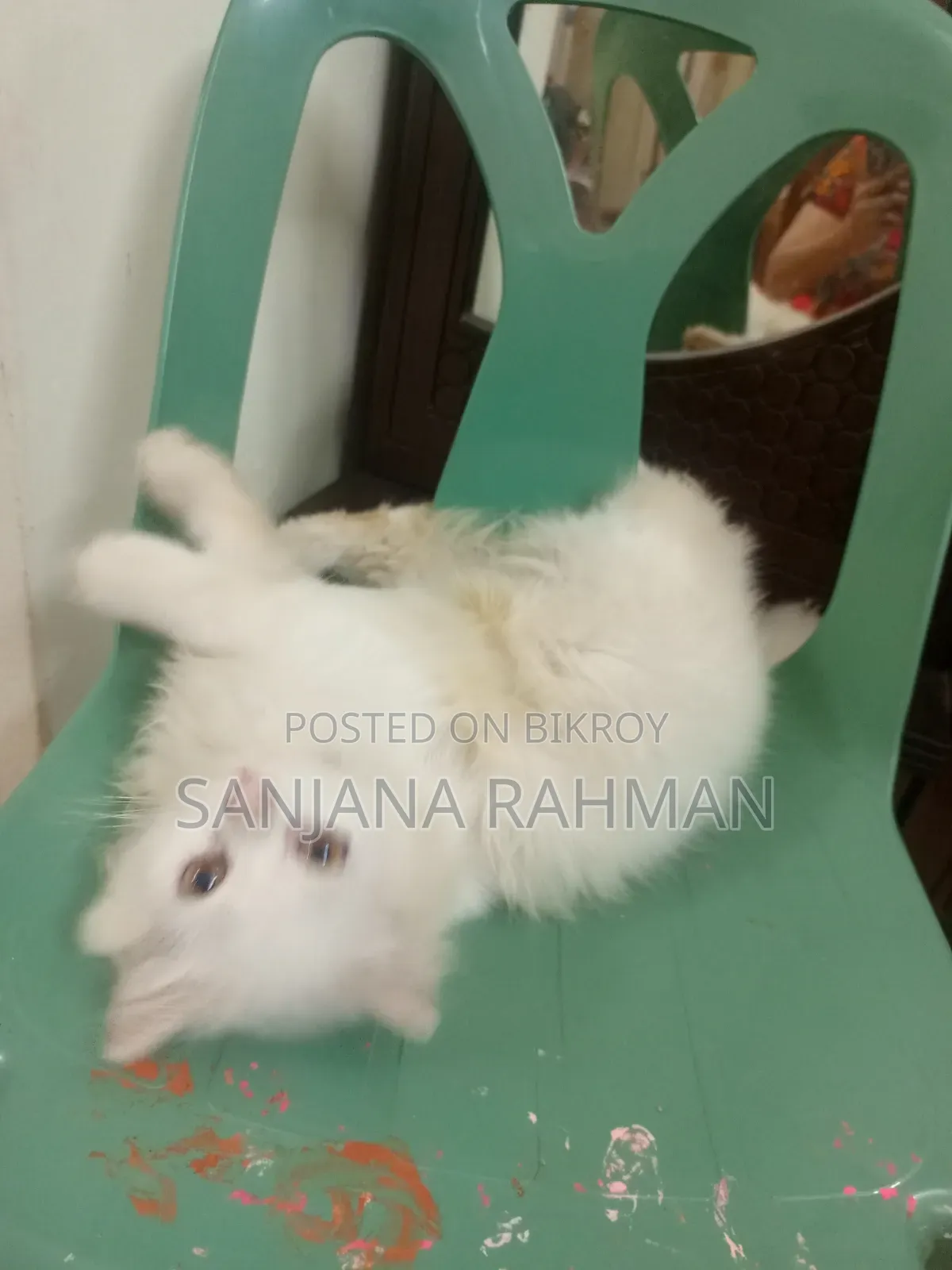 3-6 months Male Purebred Persian