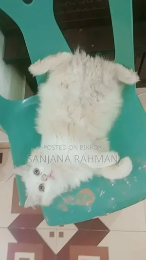 3-6 months Male Purebred Persian
