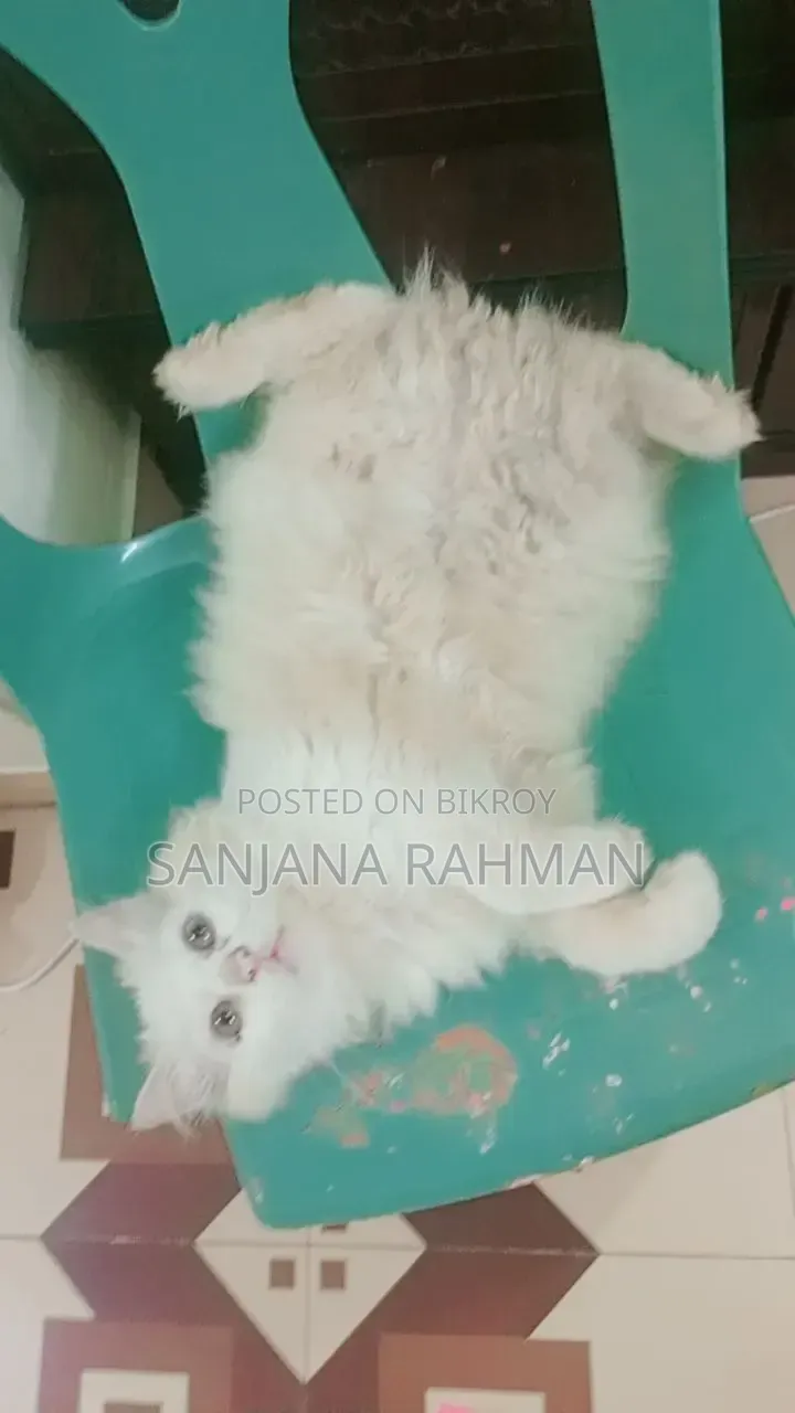 3-6 months Male Purebred Persian