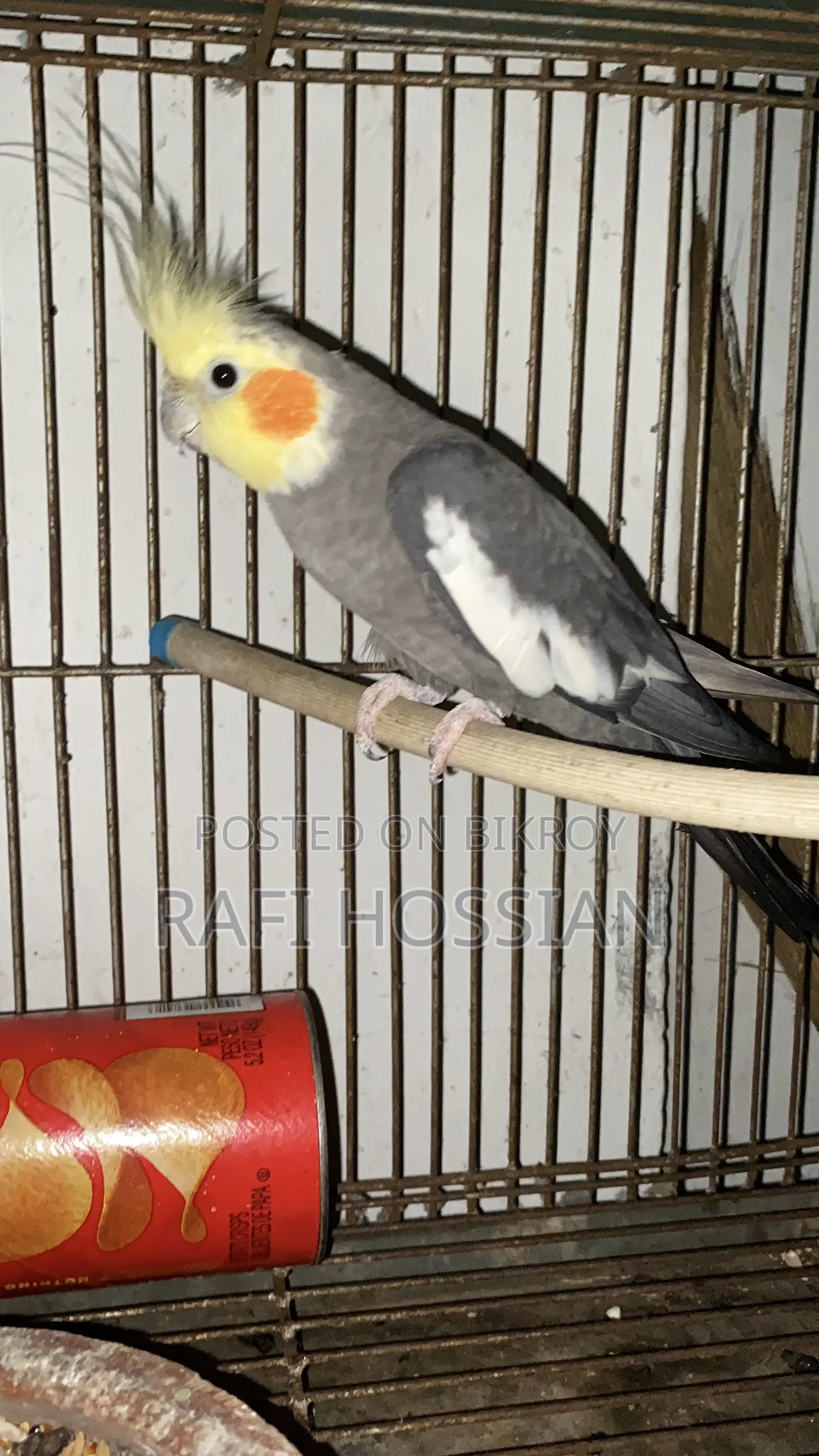 Adult Grey Cockatiel Male
