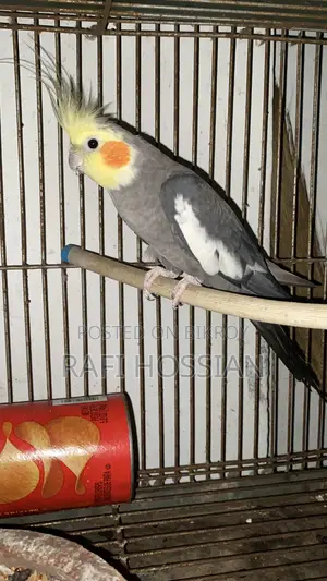 Adult Grey Cockatiel Male