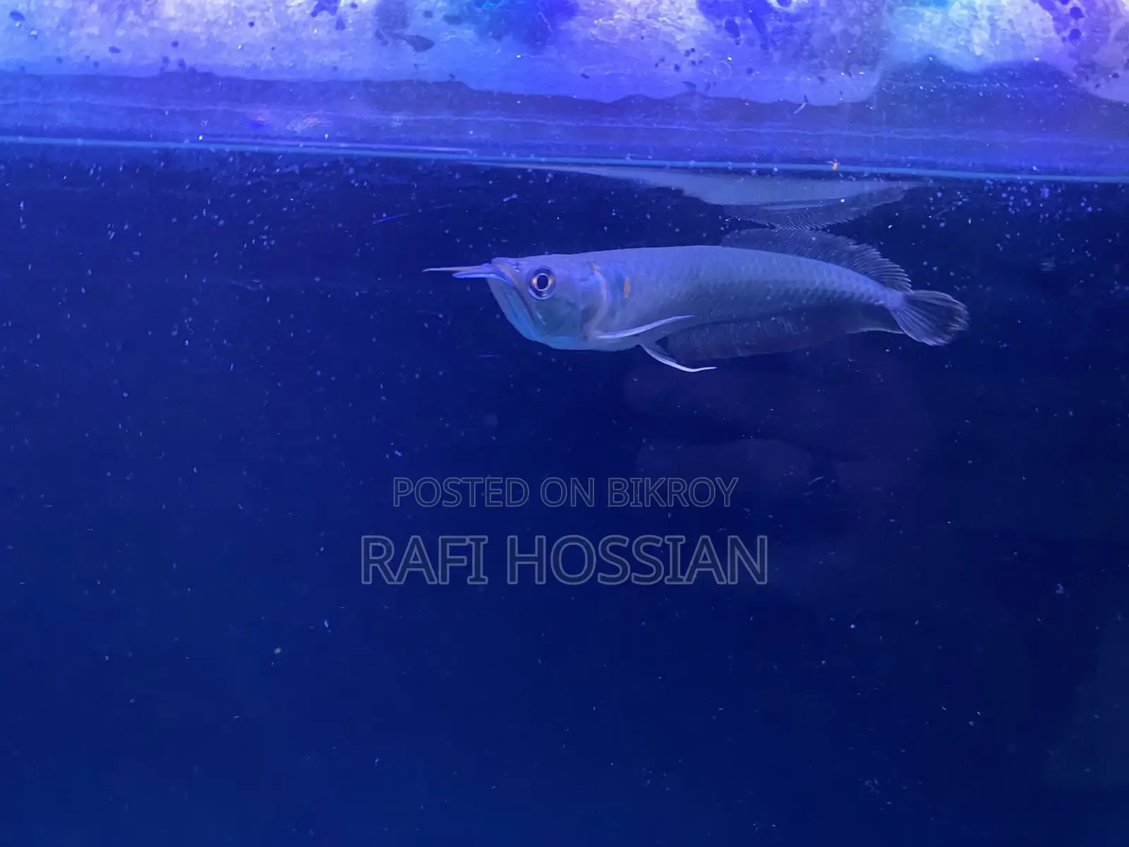 Silver Arowana (Premium)