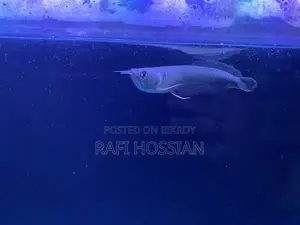 Silver Arowana (Premium)