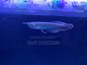 Silver Arowana (Premium)