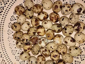 Quail bird eggs