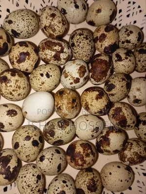 Quail bird eggs