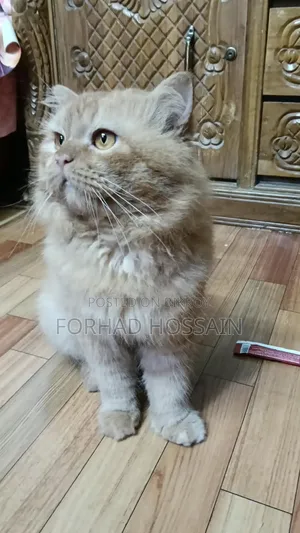 1+ year Male Purebred Persian