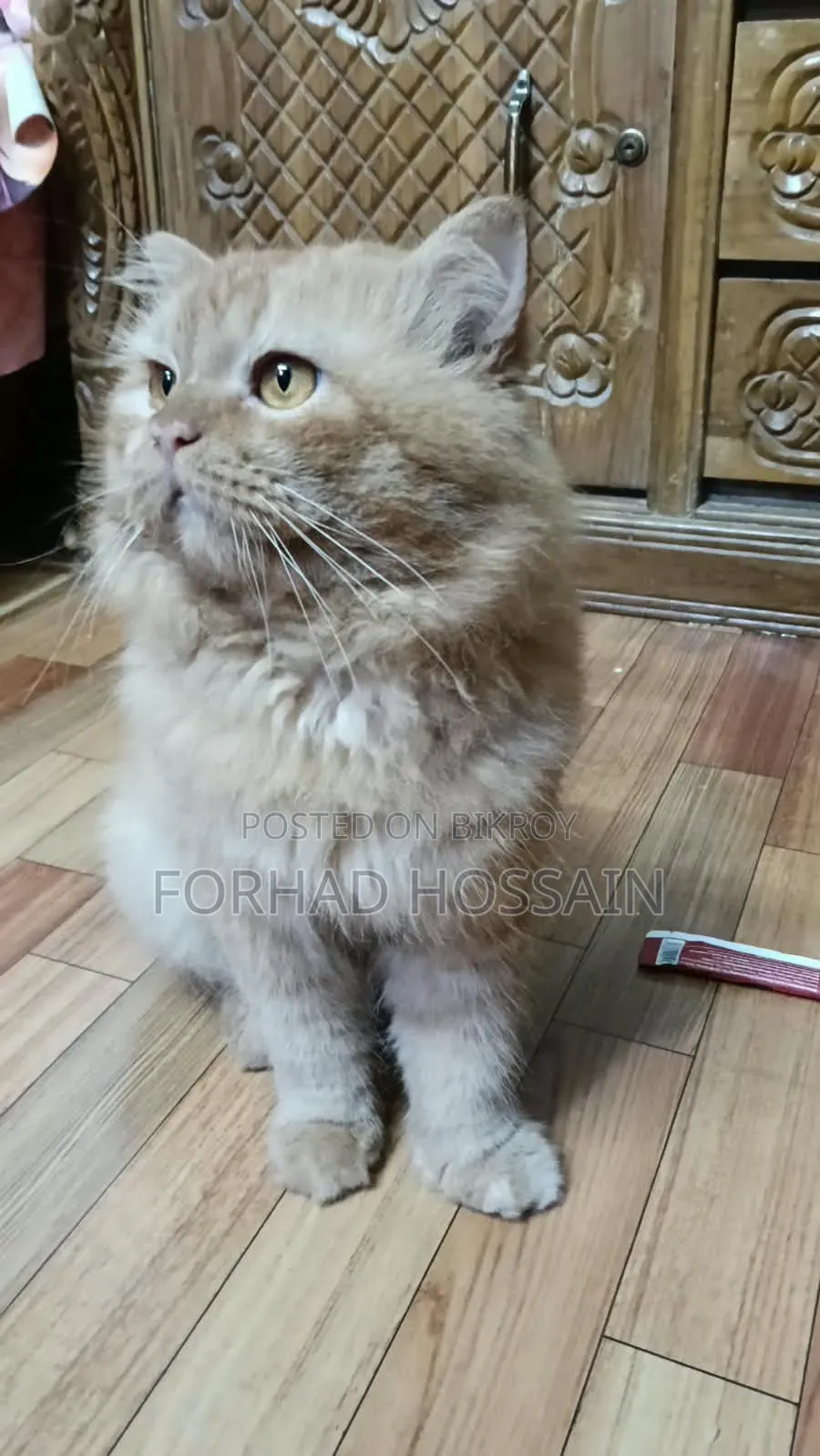 1+ year Male Purebred Persian