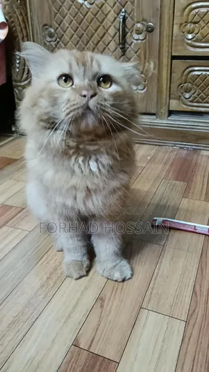 1+ year Male Purebred Persian