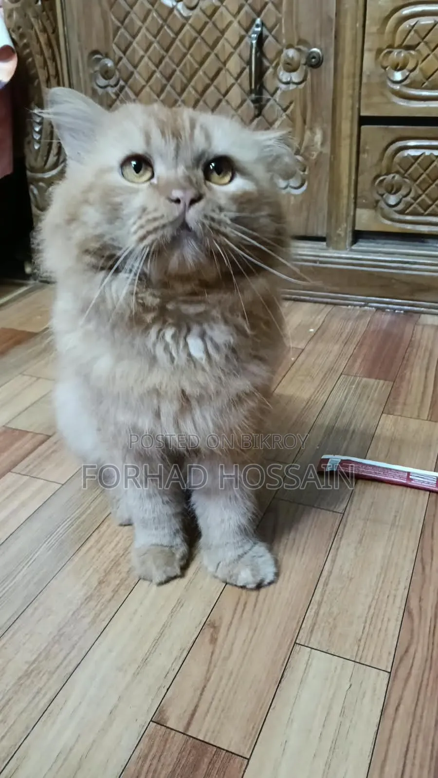 1+ year Male Purebred Persian