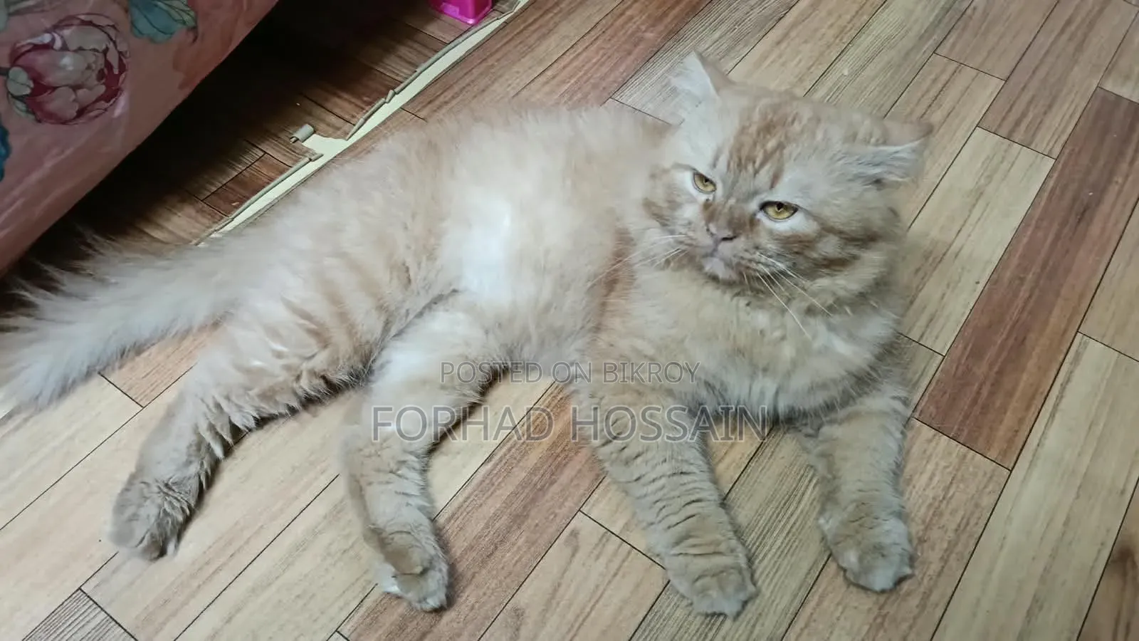 1+ year Male Purebred Persian