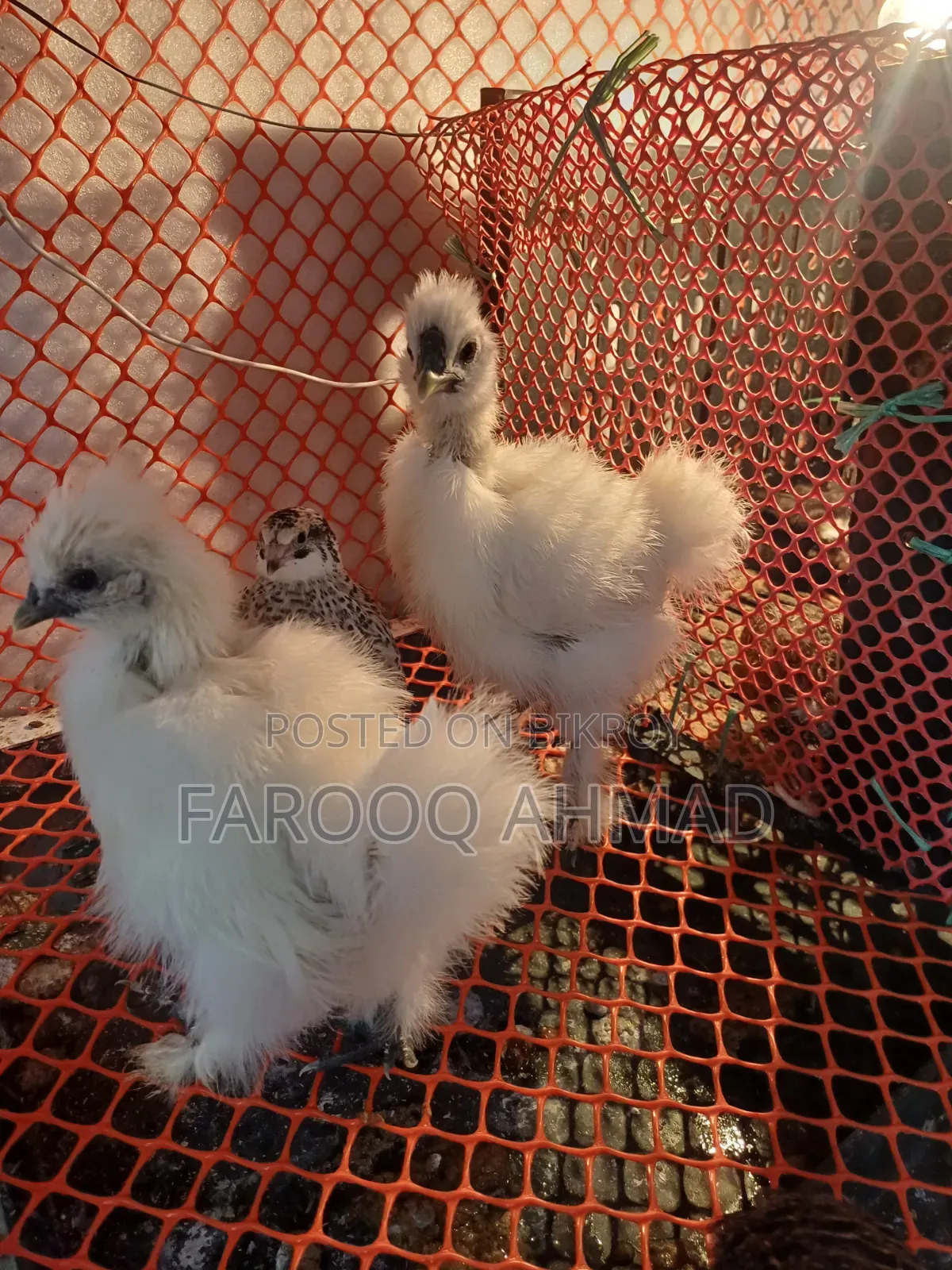 Silky Chicken Baby