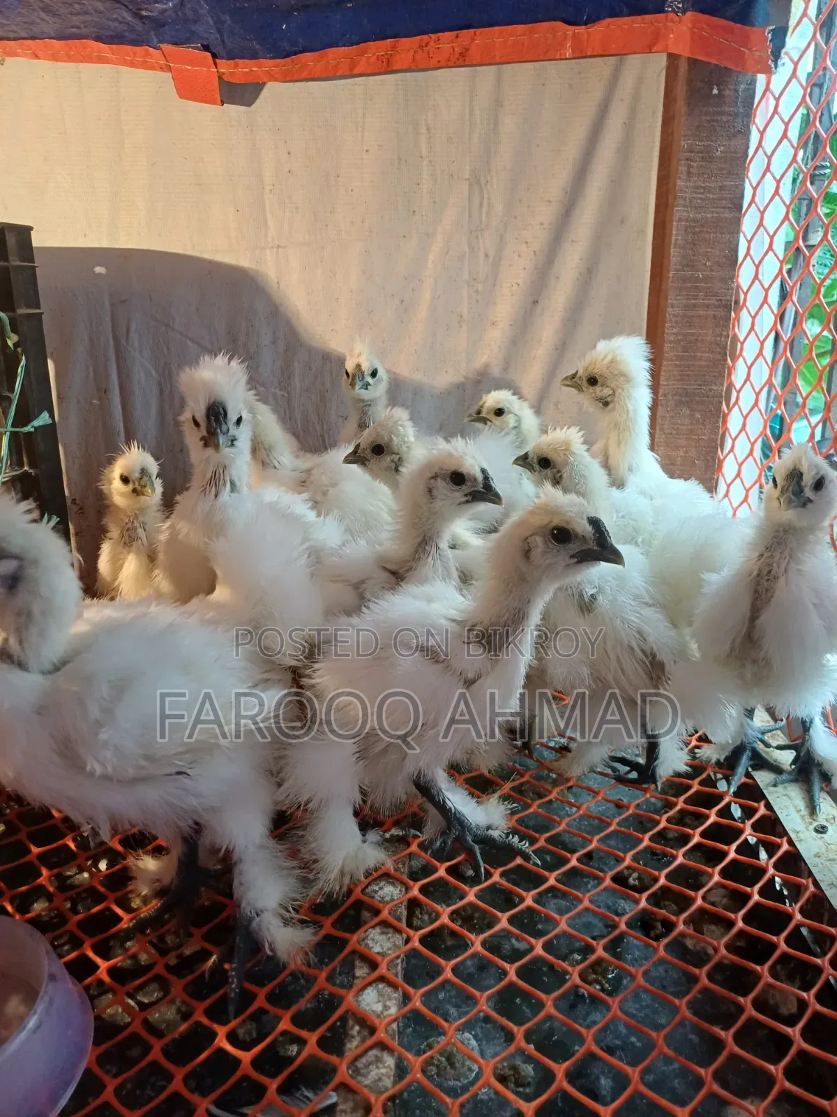 Silky Chicken Baby