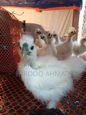 Silky Chicken Baby