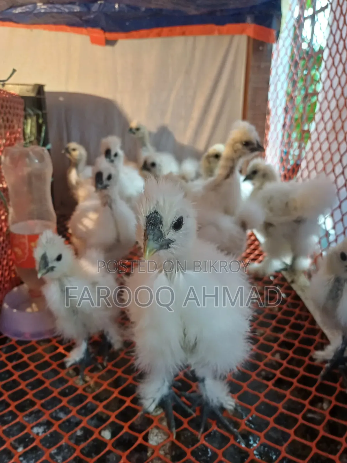 Silky Chicken Baby