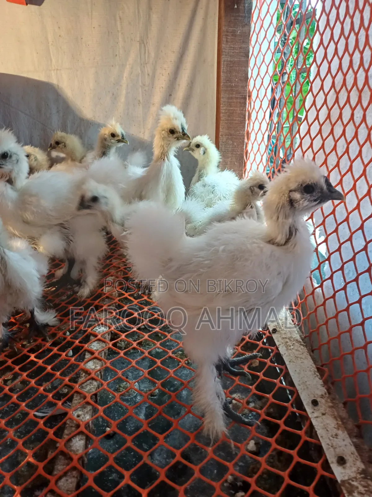 Silky Chicken Baby