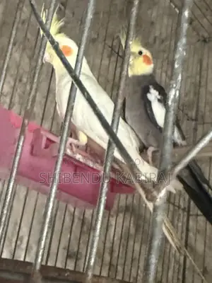 Cockatiel and Lovebird Sale