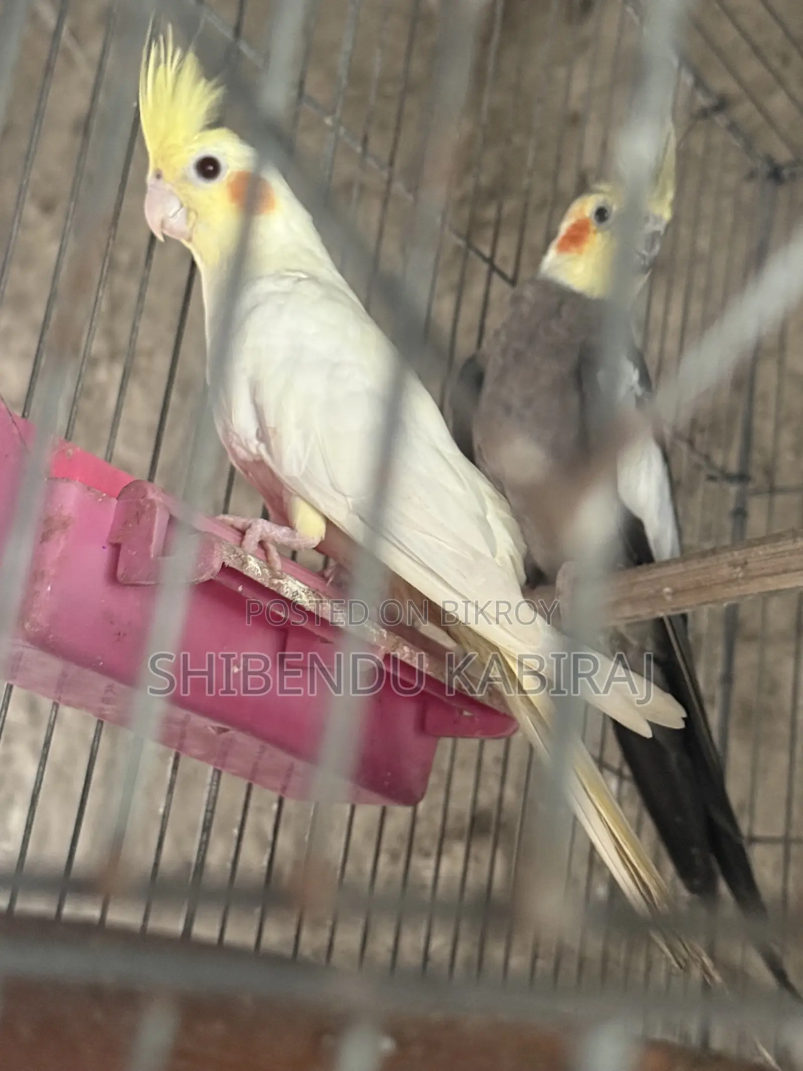 Cockatiel and Lovebird Sale