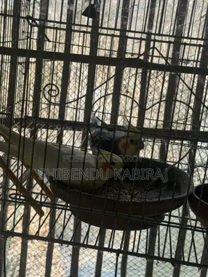 Cockatiel and Lovebird Sale