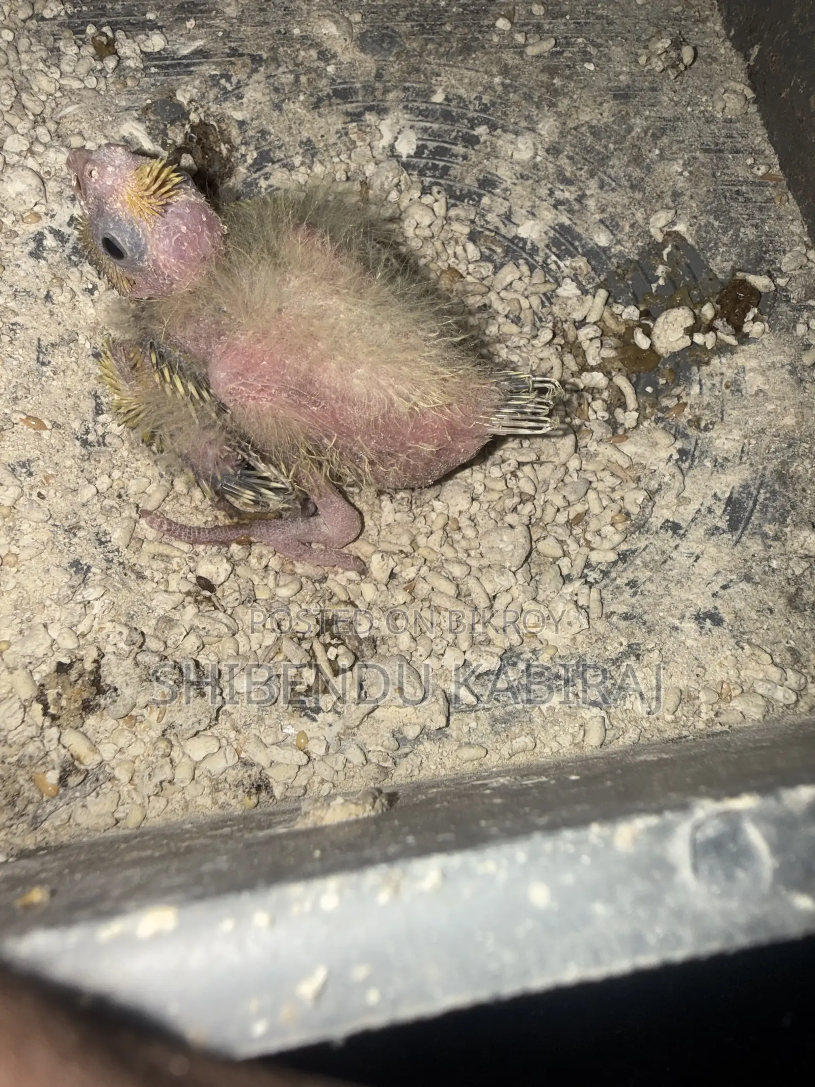 Cockatiel and Lovebird Sale