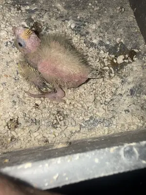 Cockatiel and Lovebird Sale