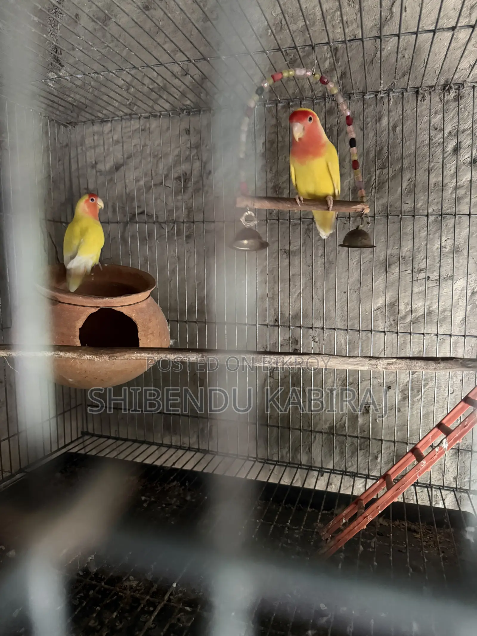 Cockatiel and Lovebird Sale