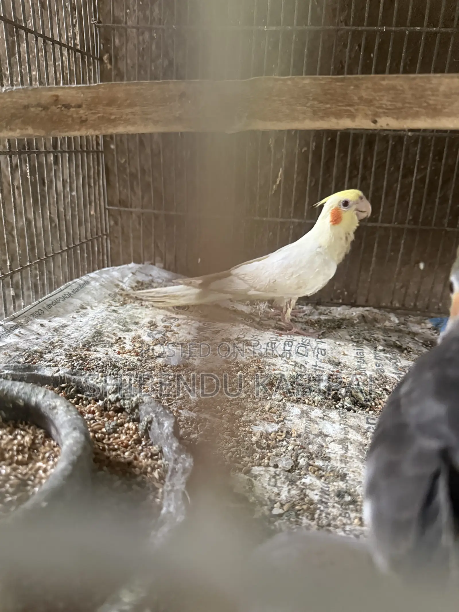 Cockatiel and Lovebird Sale