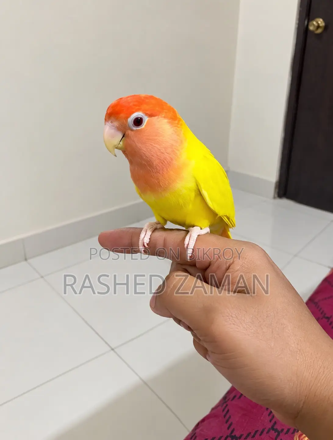 Full Tame Lutino Red Head Opaline Full Adult Male