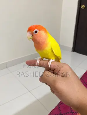 Full Tame Lutino Red Head Opaline Full Adult Male