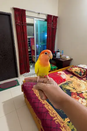 Full Tame Lutino Red Head Opaline Full Adult Male