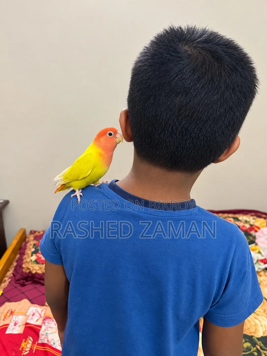 Full Tame Lutino Red Head Opaline Full Adult Male